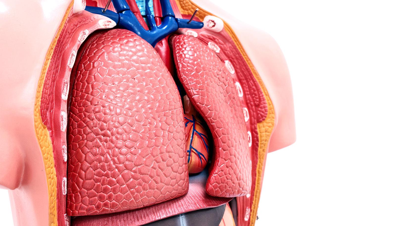 lung model on white (tuberculosis concept)