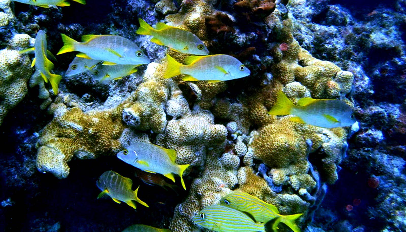 Blue fish with yellow tails swim through a coral reef