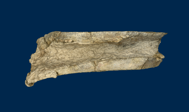 3D model of mastodon bone fragment