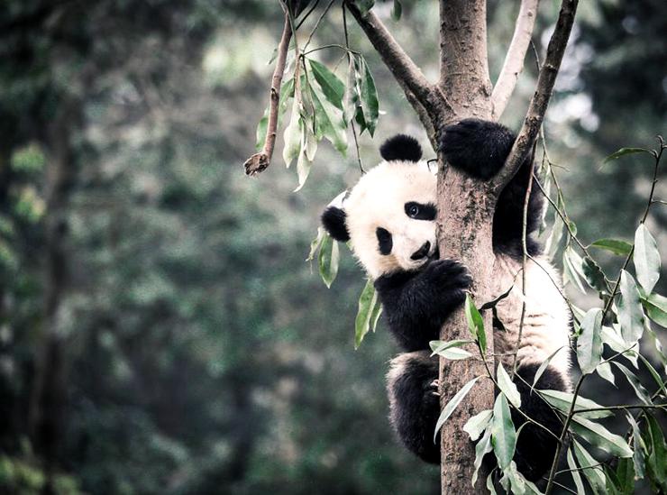 panda in tree