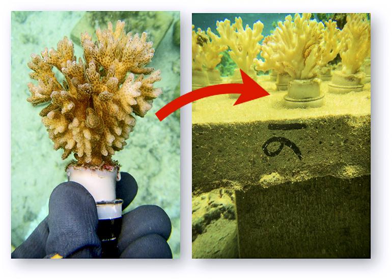 coral table breakdown