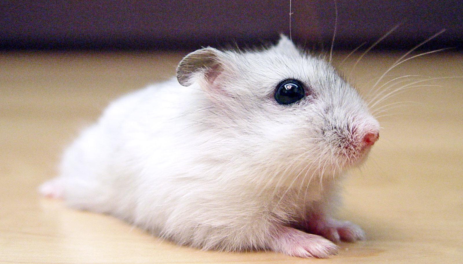 siberian hamster