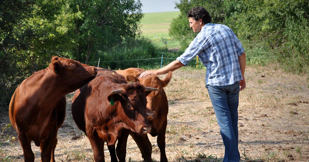 Farmer using diverse cover crops and animal grazing to build soil health.