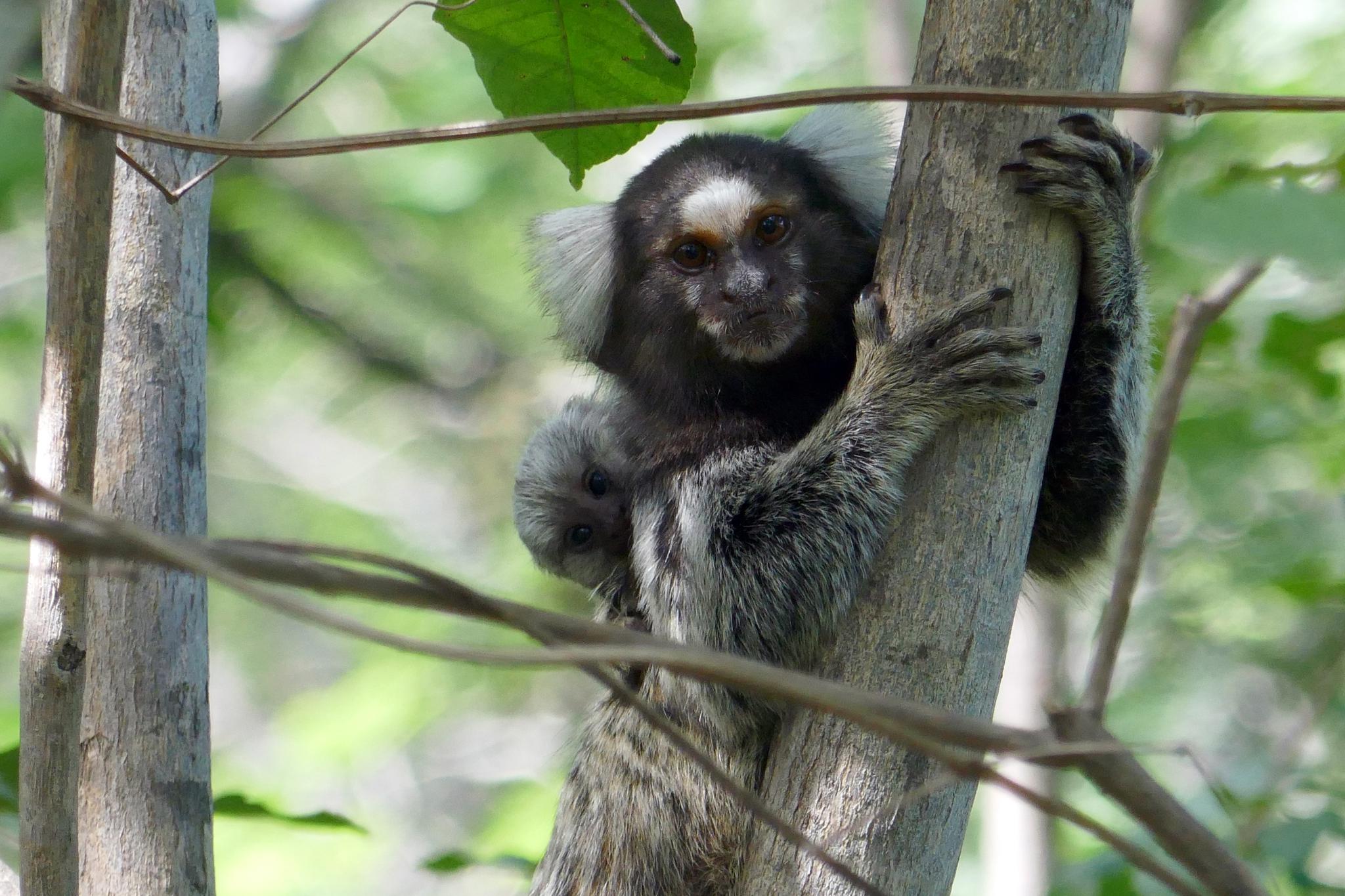 common marmosets in tree