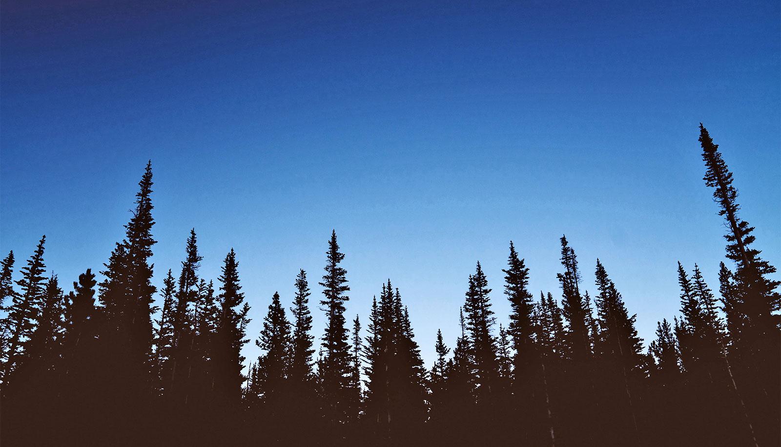 The silhouettes of trees show up black against a blue sky as the sun goes down