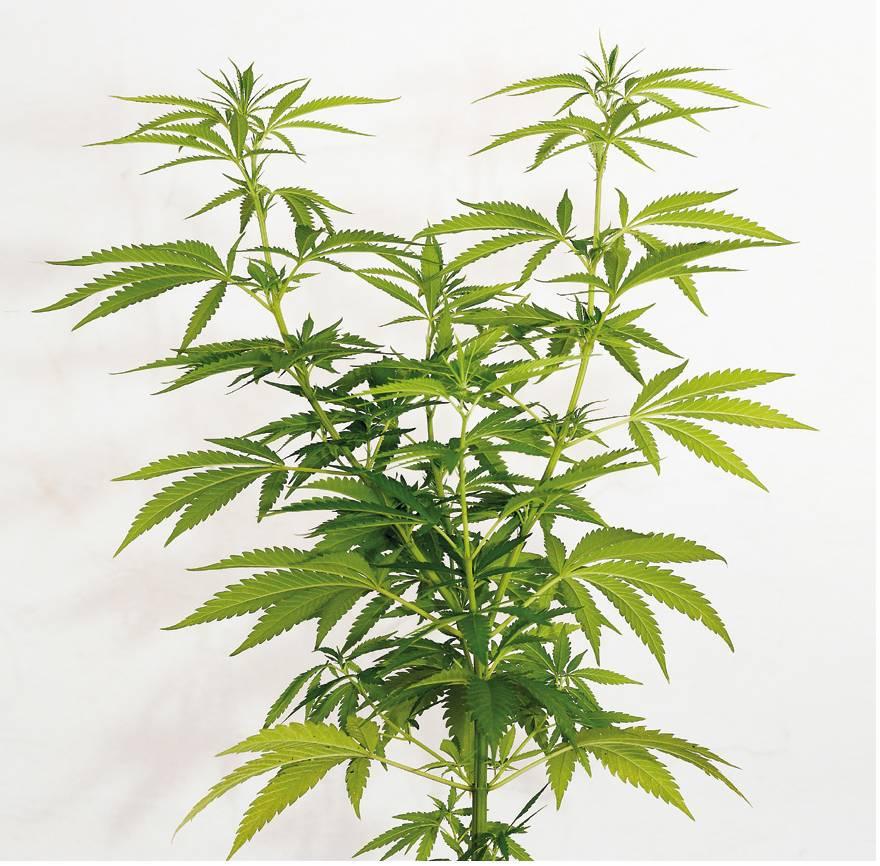 thc2011_article_050_01_01