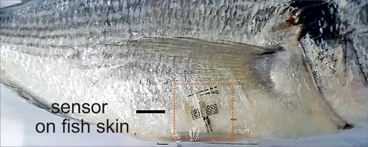 sensor on fish skin