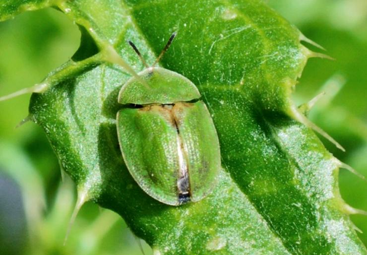 tortoise beetle