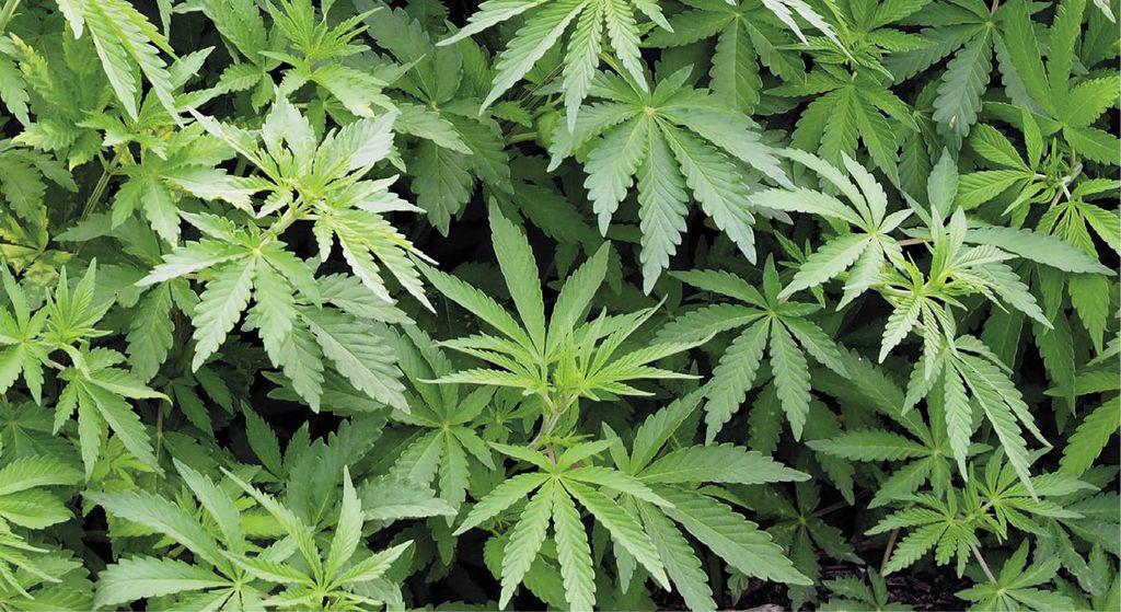 thc1910_article_003_01_01