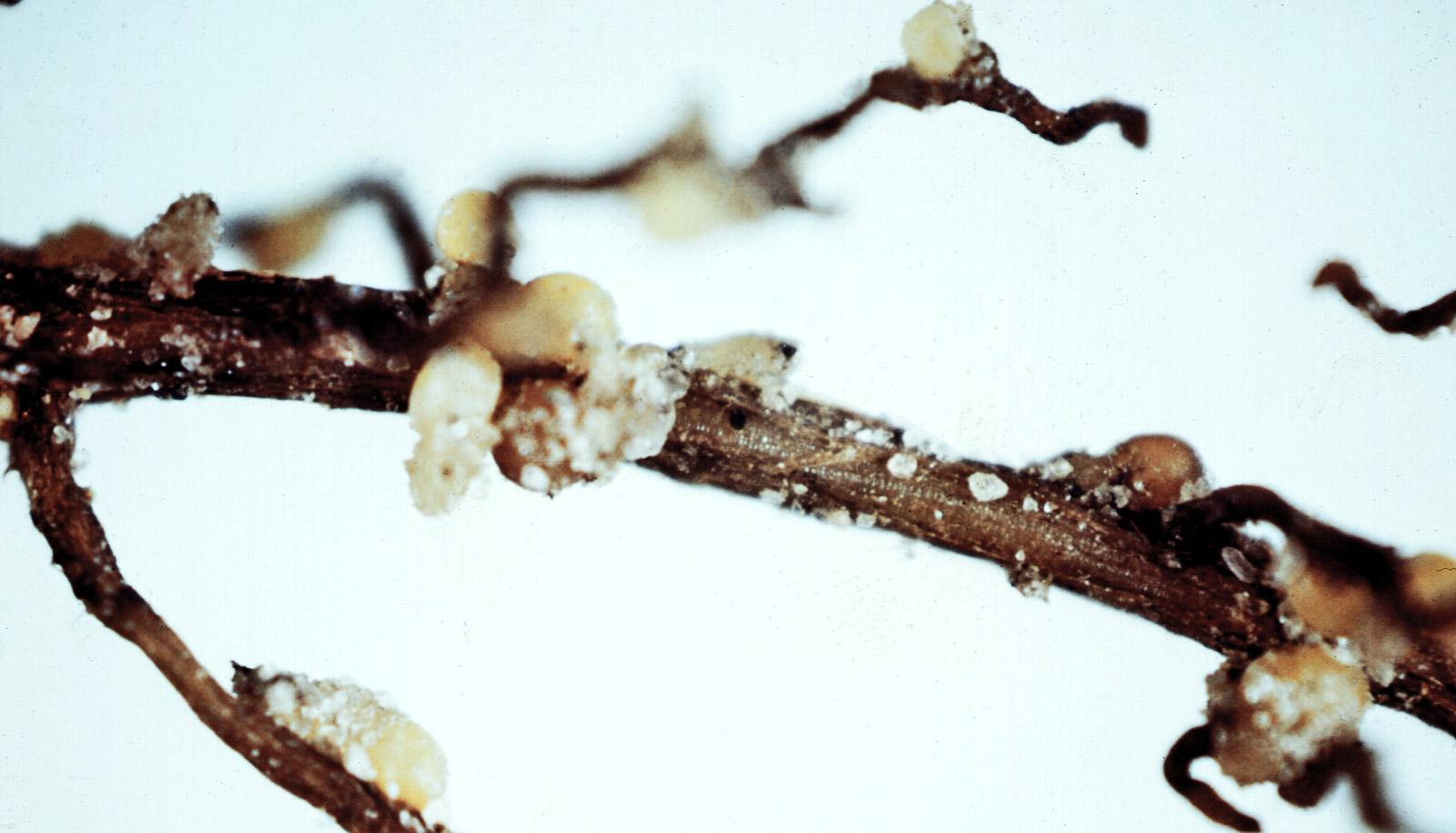 soybean cyst nematode infection on roots