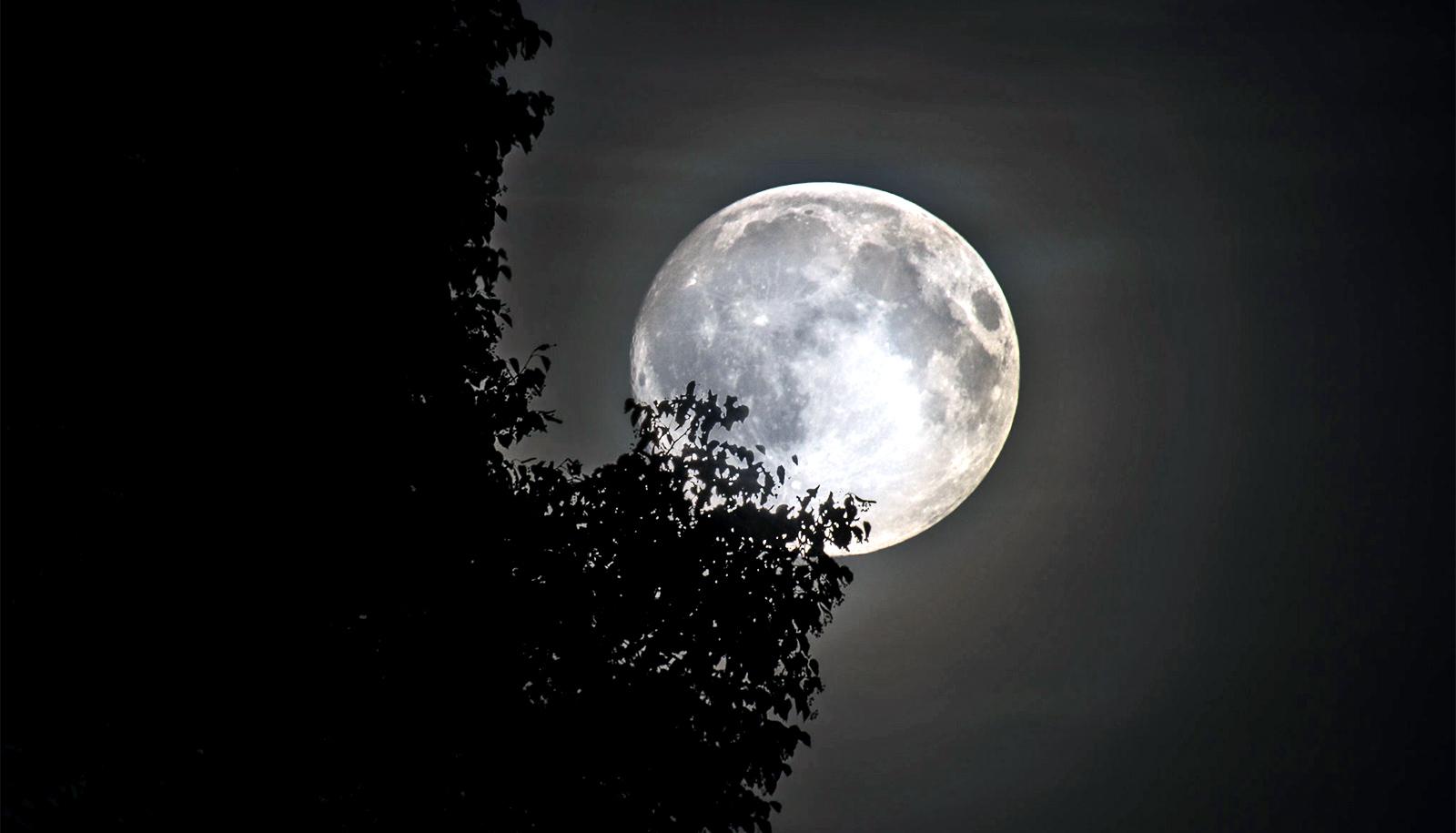 moon behind tree (siderophile-elements concept)