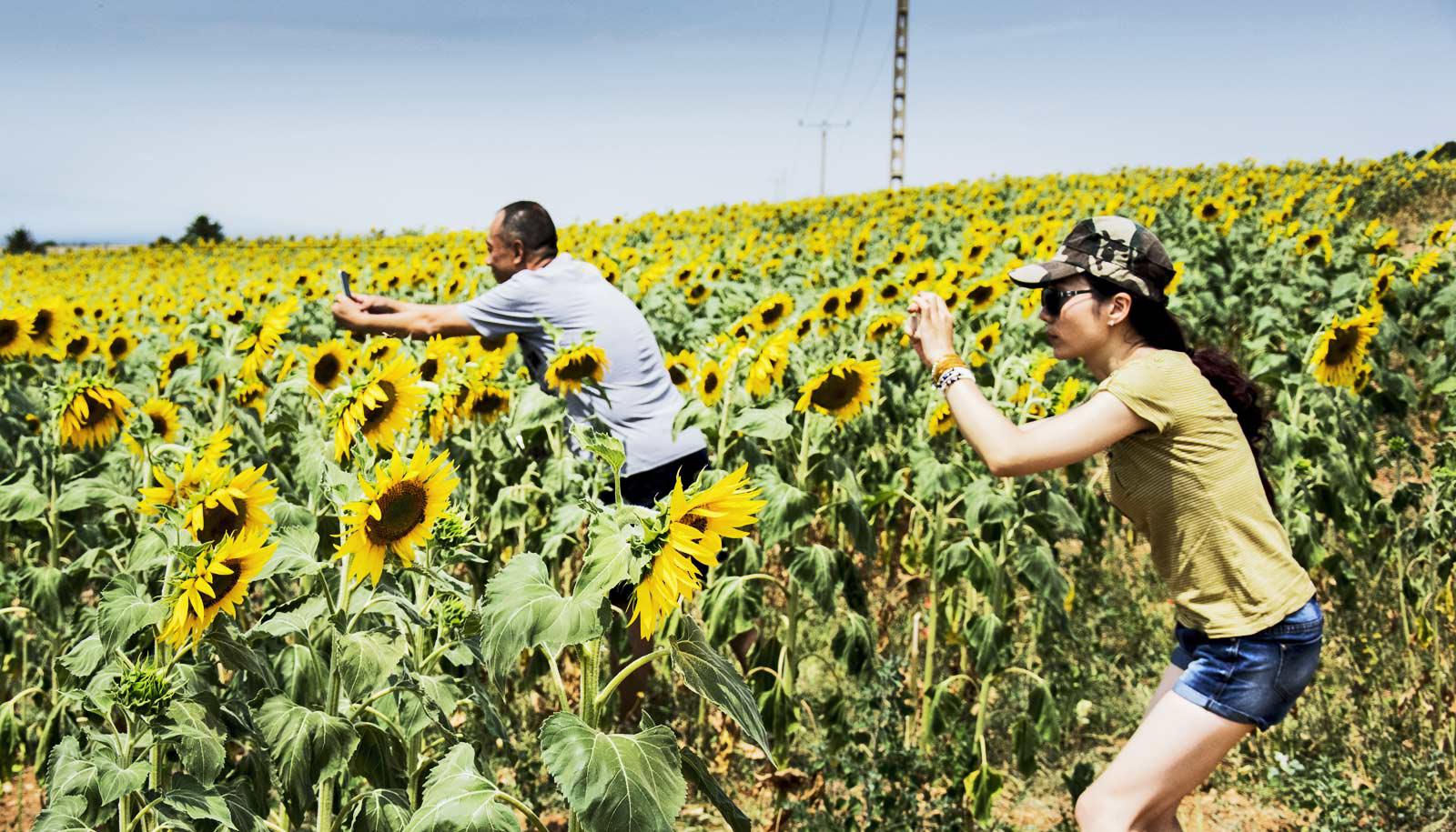 two people take photos of sunflowers