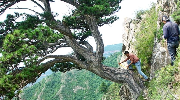 researchers take a tree sample