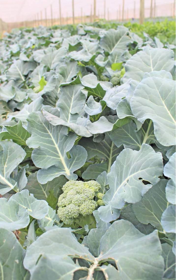 farmweekza201016_article_046_01_01