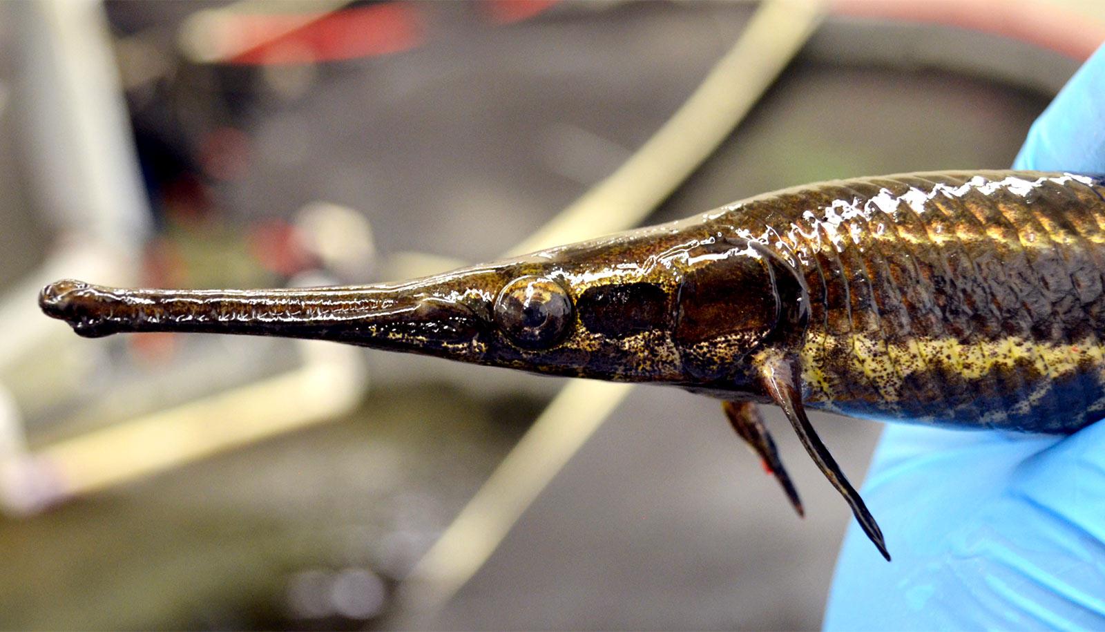 blue-gloved hand holds slender brown fish with long snout