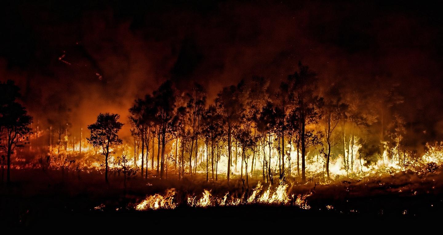 A back burn set by fire fighters. Fire fighters set small scale fires as a form of forest management.