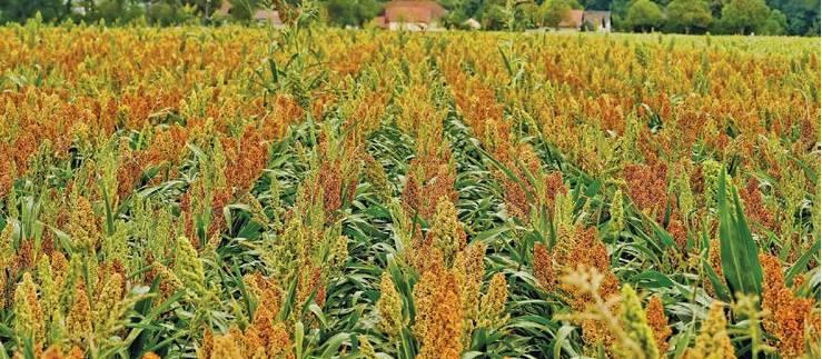 farmweekza210115_article_023_01_01