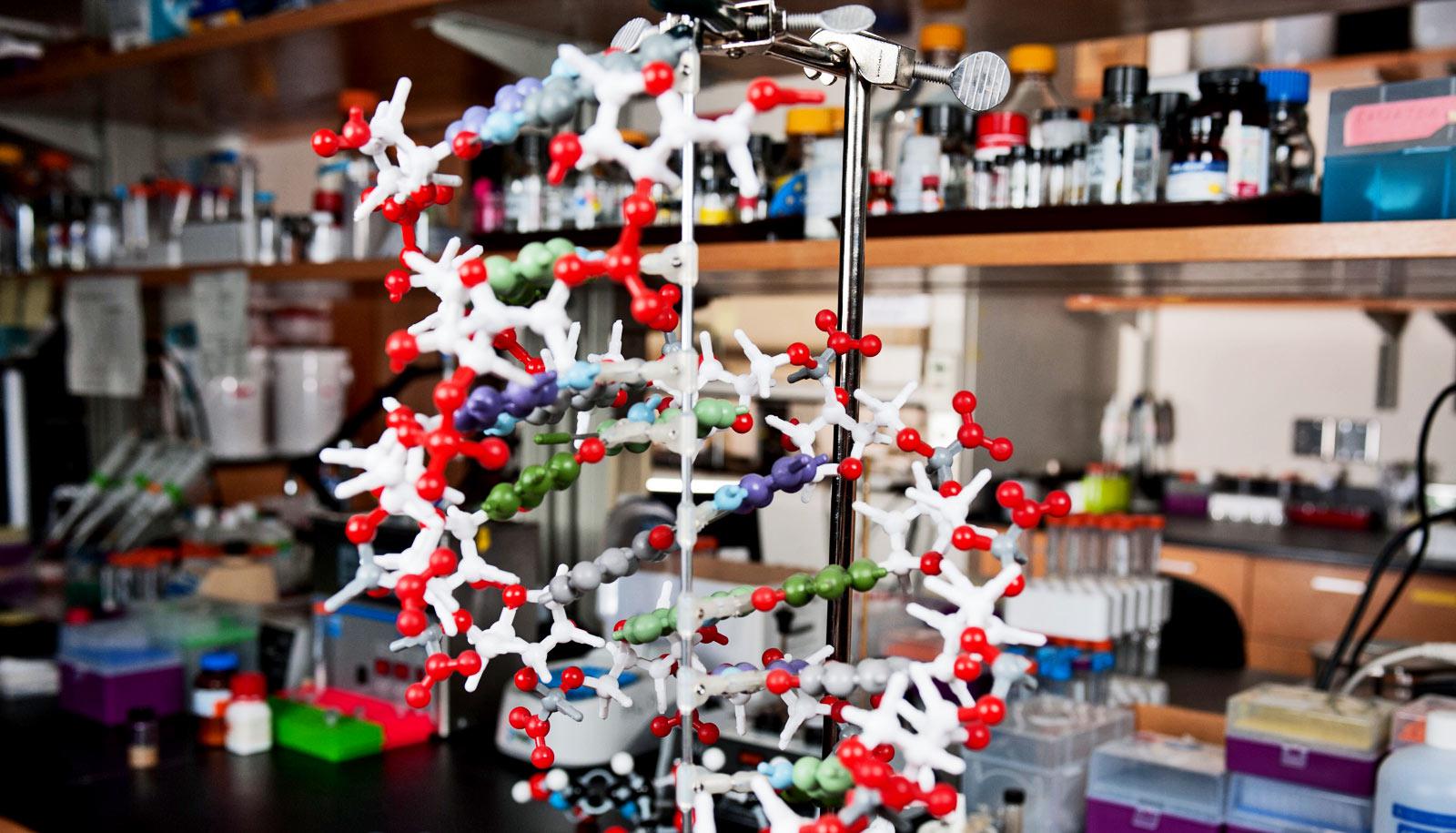 A model of an RNA helix.