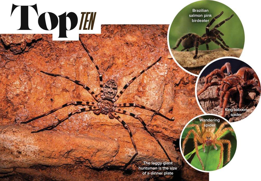 Biggest Spiders - BBC Wildlife Magazine | Everand