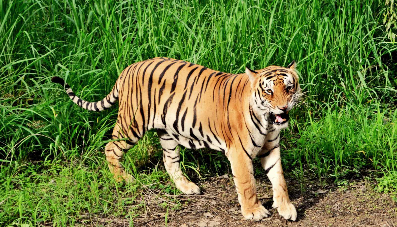 bengal tiger walking out of grass - endangered species