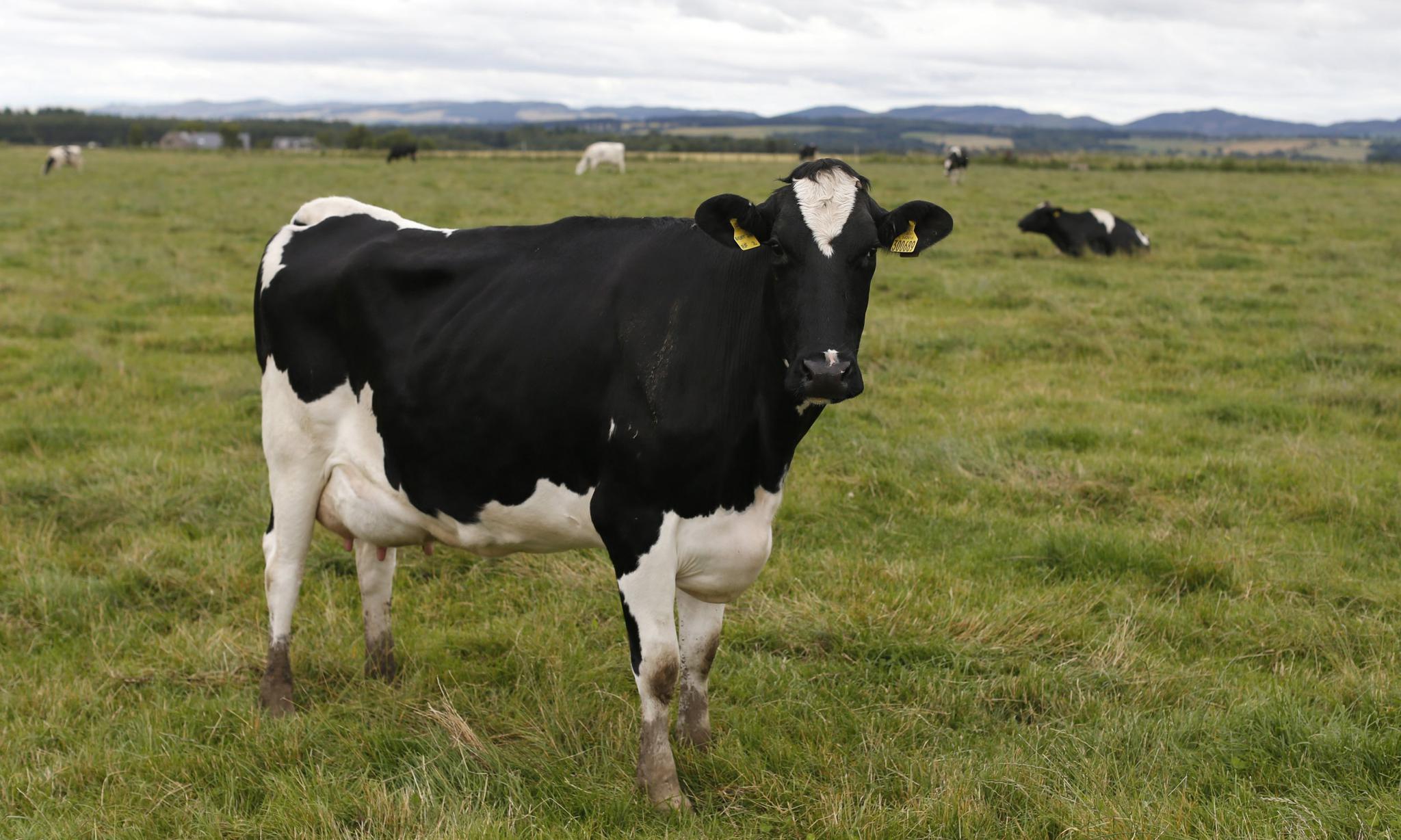 The majority of dairy cows in the United States don't spent time in pasture, which new research suggests they highly desire access to.