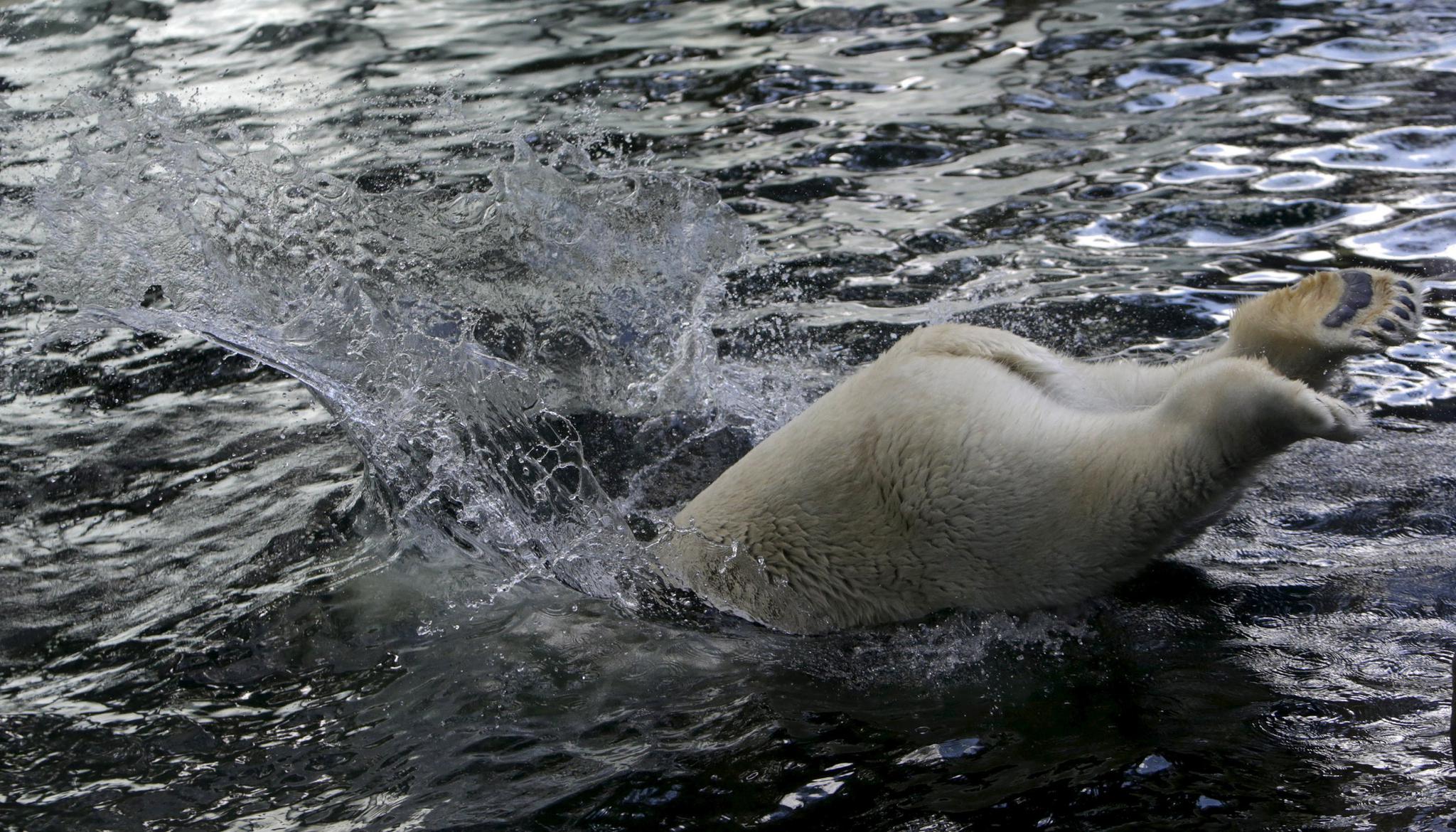 Polar bears are threatened by a warming climate, which melts the sea ice they depend upon.