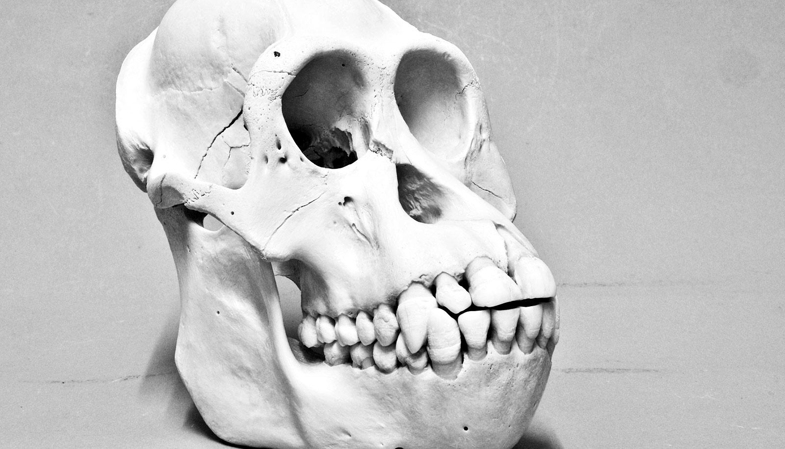 orangutan skull