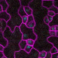Time-lapse of stomatal development