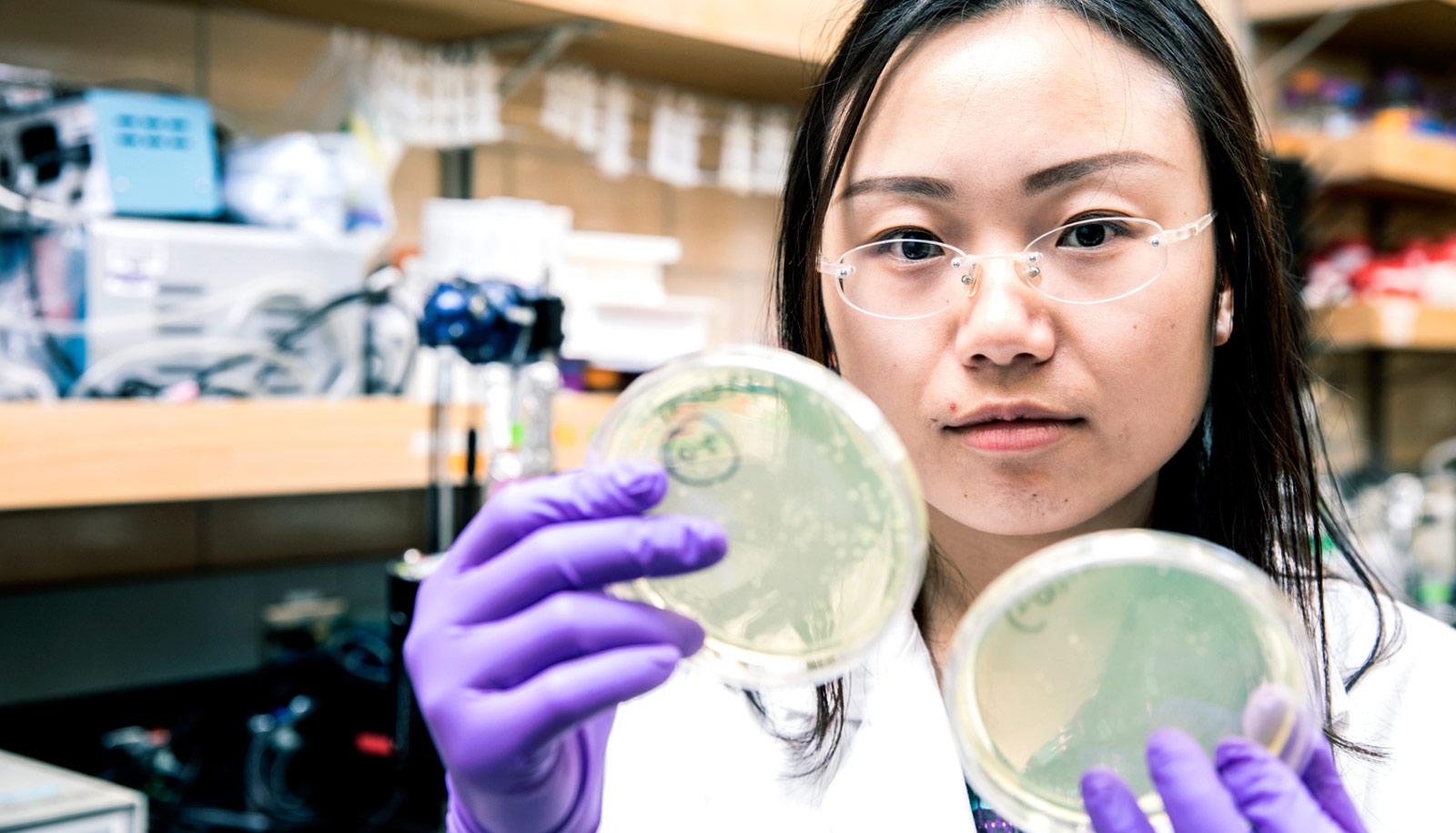 researcher holds up two petri dishes with agar