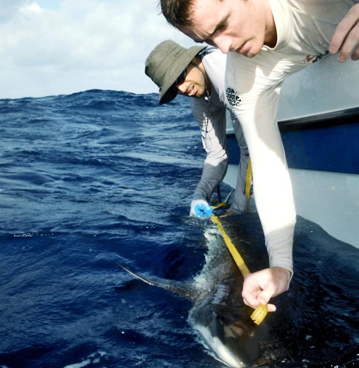 measuring a gray reef shark 