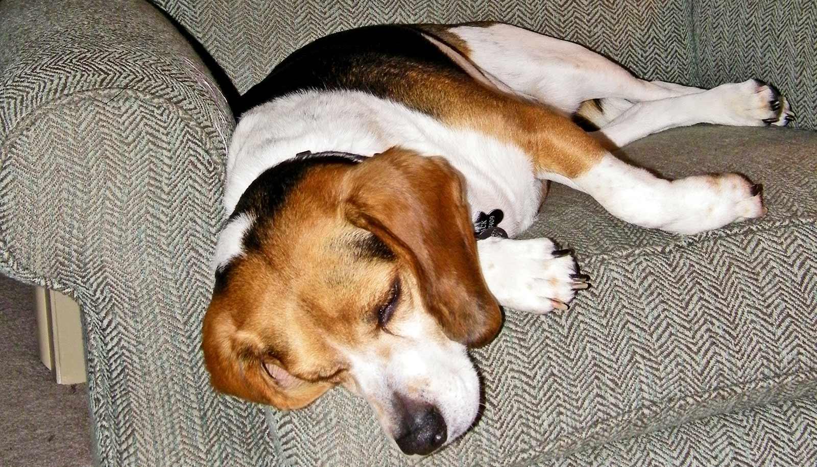 beagle sleeps on recliner