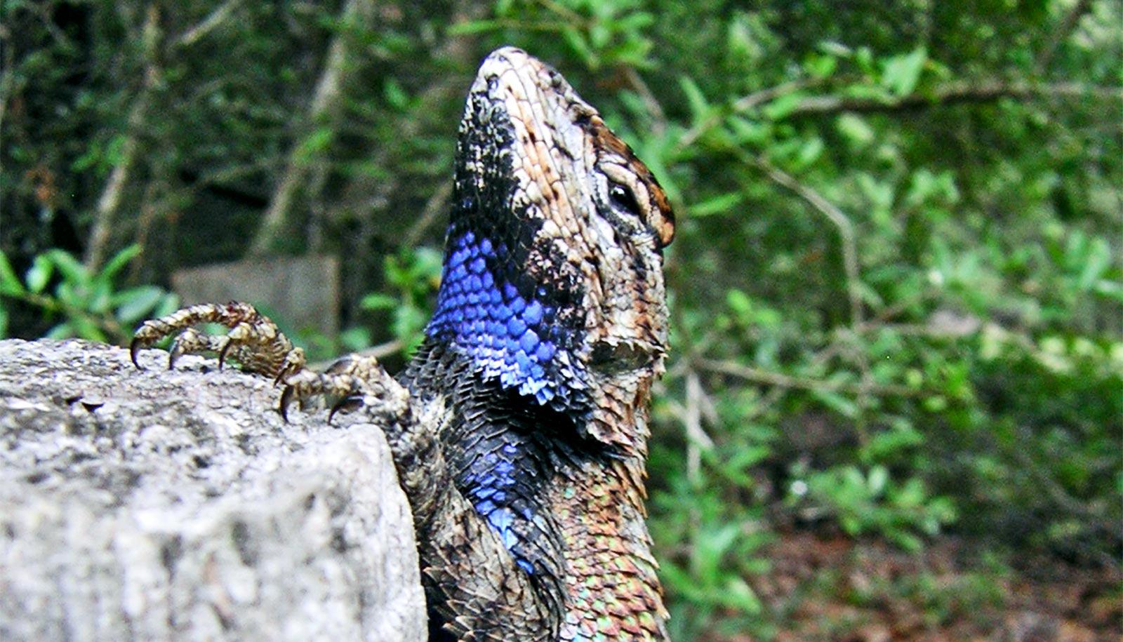 blue throated male lizard