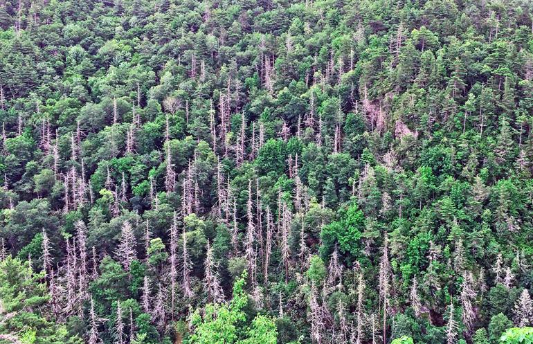 The image shows an aerial view of Great Smoky National Park in North Carolina where hemlock woolly adelgid has killed a number of trees.