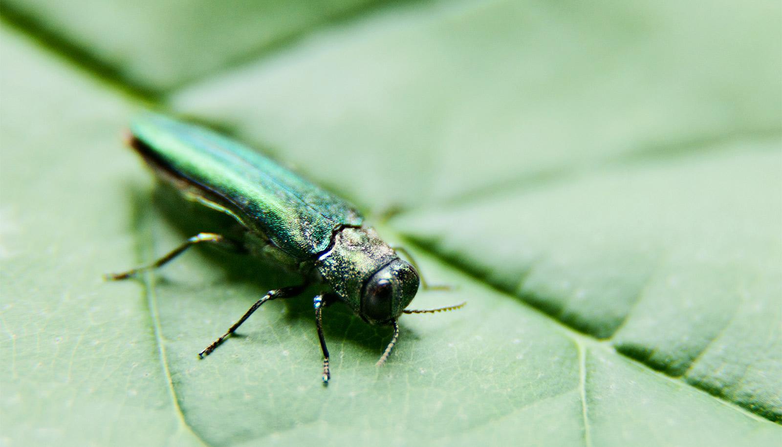 The image shows the invasive emerald ash borer walking on a leaf. (invasive pests concept)
