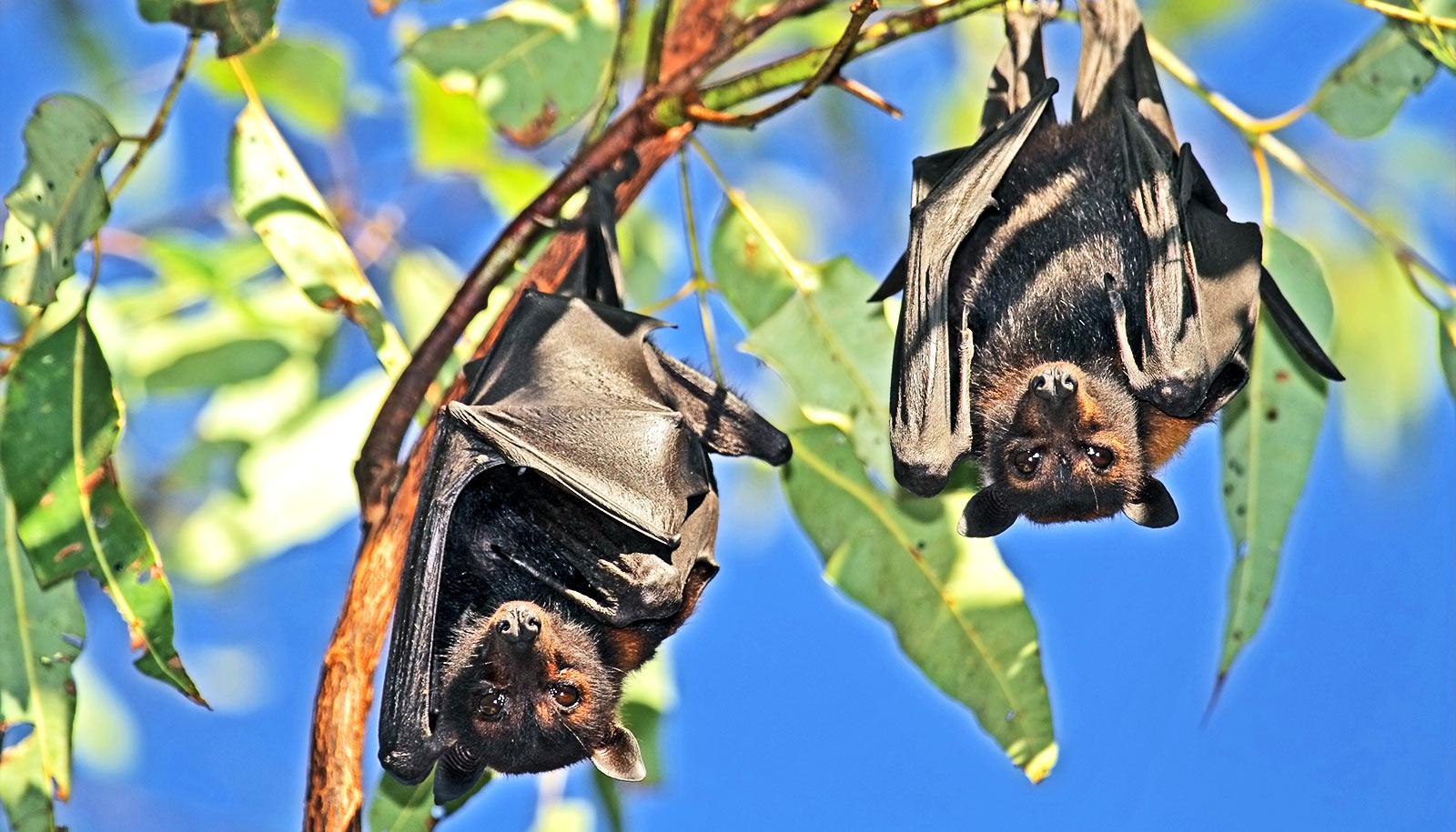 two flying foxes