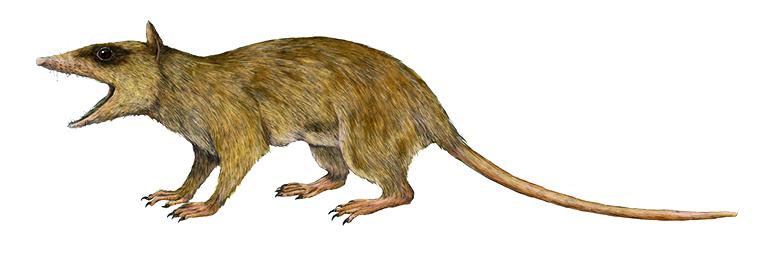 Illustration of Alphadon, a small marsupial relative from the Cretaceous Period.