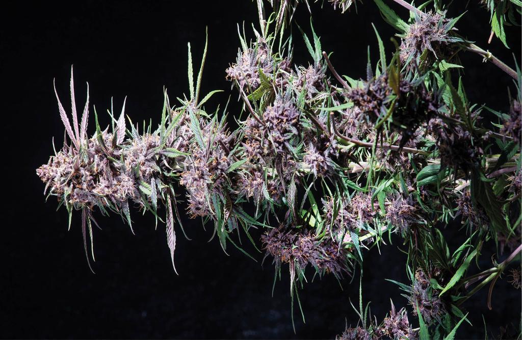 thc2011_article_056_01_01
