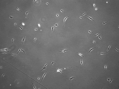cells slingshot around