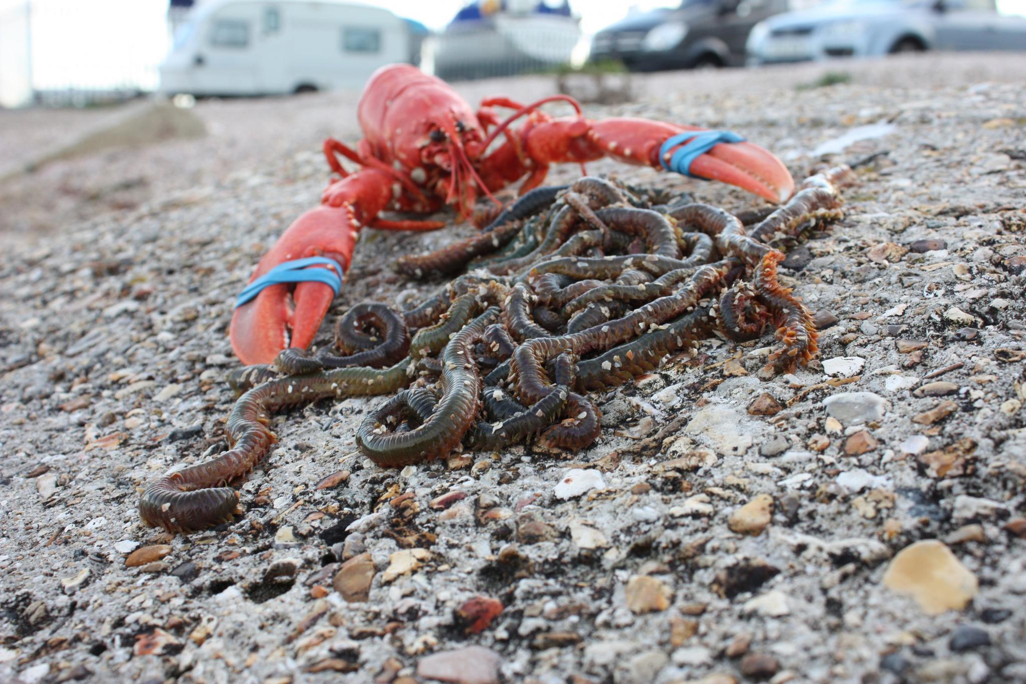 Blood worms, like other marine worms, are quite expensive, fetching significantly more per weight than lobsters.