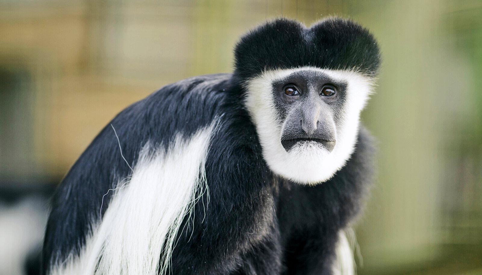 Colobus monkey with black and white fur