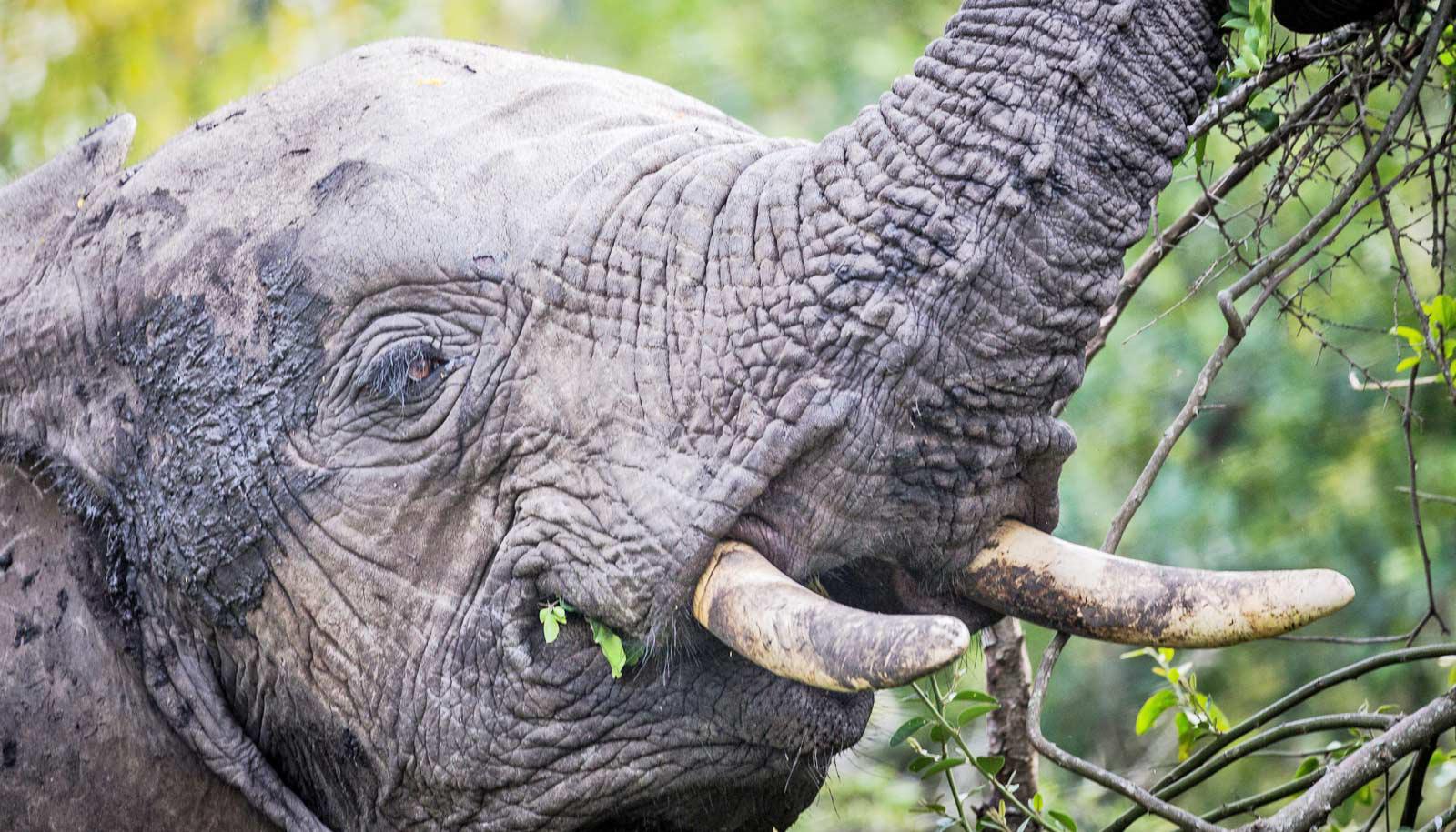 elephant eating tree