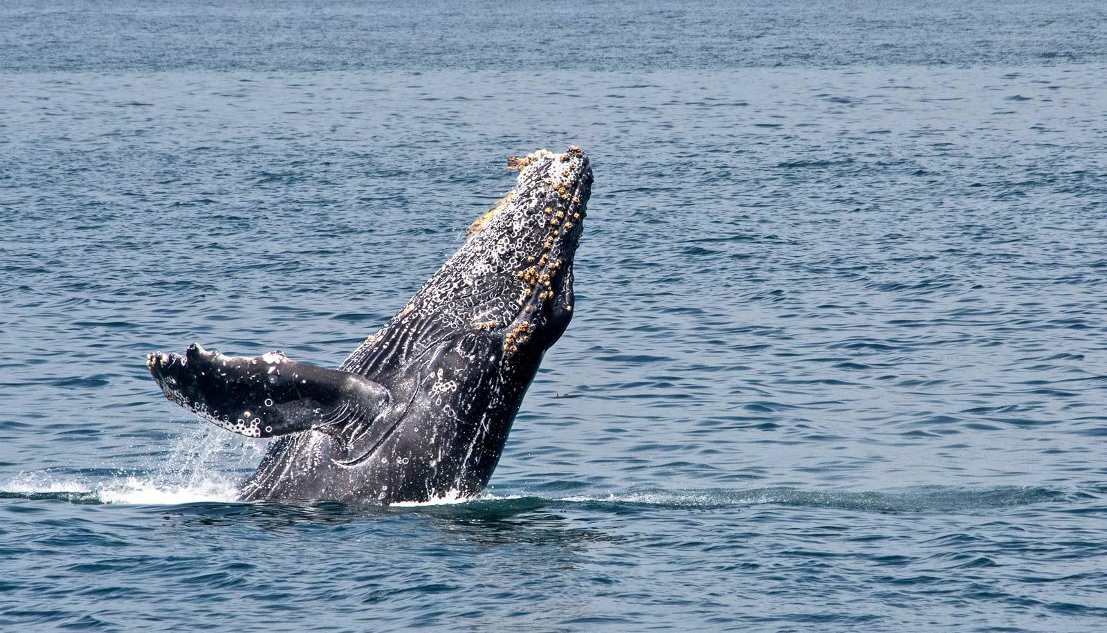 humpback whale with barnacles breaches