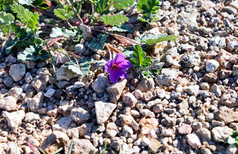 Texas stork bill flower