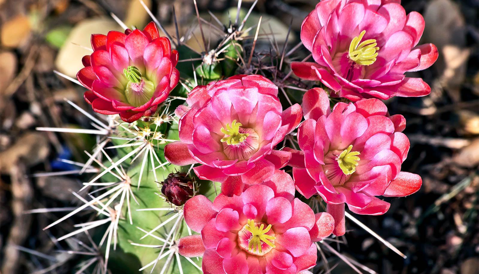 flowers on cactus