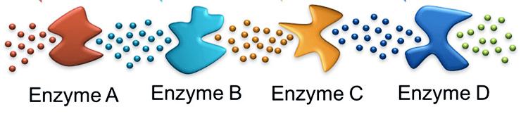 Enzyme cascade illustration