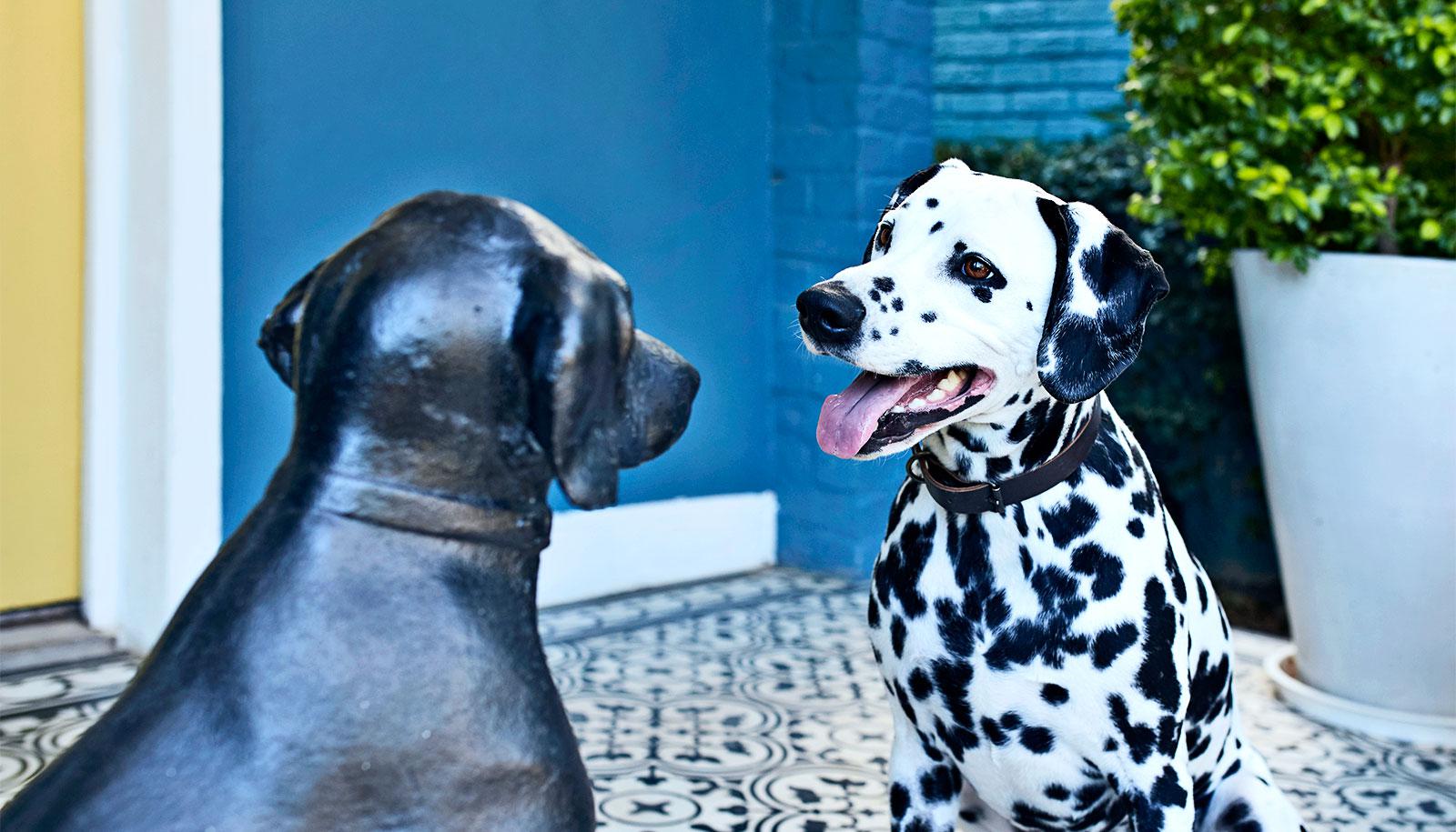 dalmatian statue reflection (dog personality concept)