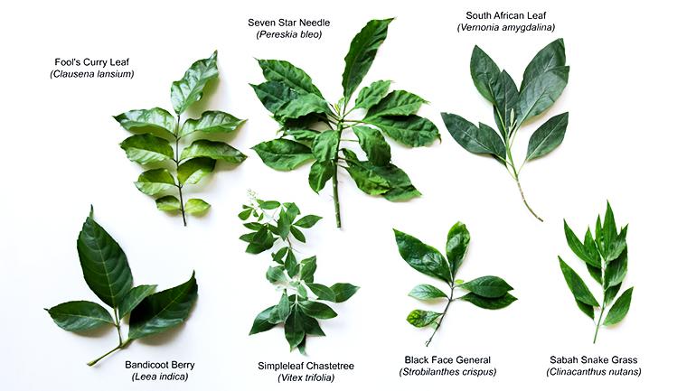 medicinal plants