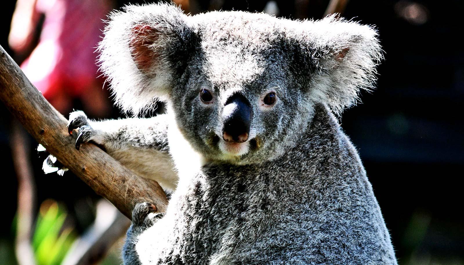 A koala hangs onto a tree while looking past the camera.