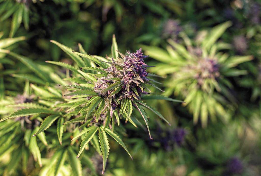 thc1909_article_049_01_02