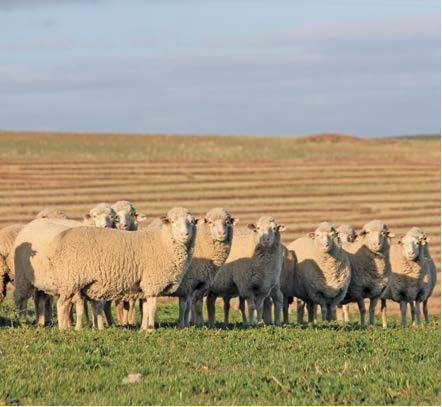 farmweekza201106_article_024_01_01